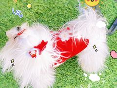 -爪吧宠物乐园·宠物泳池(温榆河示范区店)