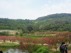 -南国桃园旅游度假区