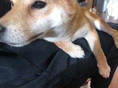 -豆柴町-柴犬主题狗咖(红鼎国际C座店)