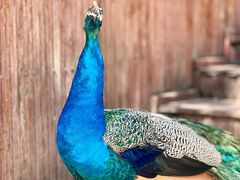 -燕塞湖鸟语林景区