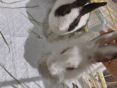 -浣熊柯尔鸭土拨鼠·电玩咖