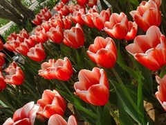 -石家庄市植物园