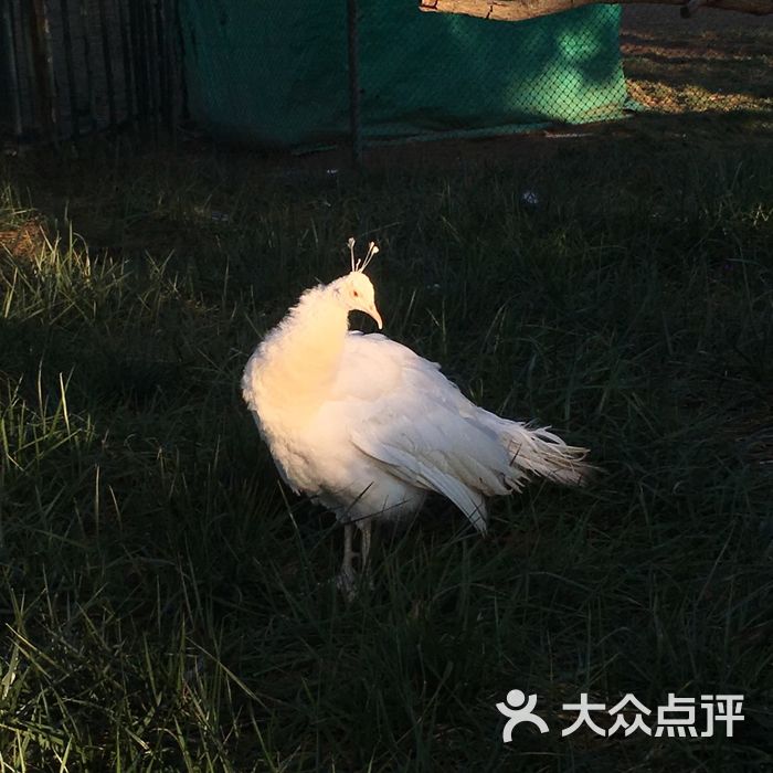 西霞口神鵰山野生動物自然保護區圖片-北京動物園-大眾點評網