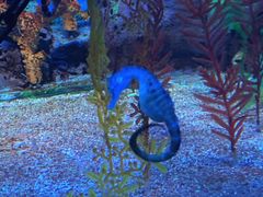 -上海海洋水族馆