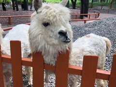 -北京野生动物园