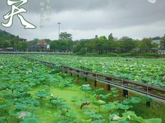 -红山村