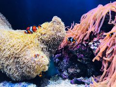 -西雅图水族馆