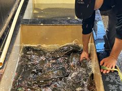 -百岁鱼(人民路店)