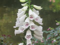 -深圳市中科院仙湖植物园