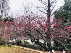 -映象潇湘·小瑶村·民族特色餐厅(植物园店)