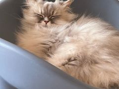 -平行世界·猫咖(首经贸店)