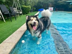 -汪说喵讲宠物乐园宠物酒店(红星美凯龙店)