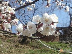花1-北京水岸山吧度假村(雁栖镇店)