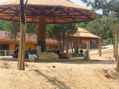 -石家庄市动物园