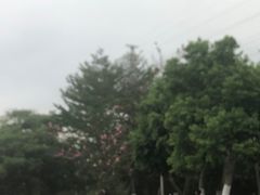 -梵天禅寺