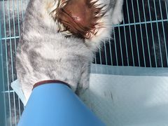 -瑞派宠物医院(搏威敦和院)