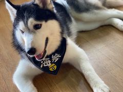 -Husky Go! 哈士奇体验馆·宠物咖啡厅狗咖