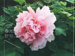 牡丹花-江南大学(蠡湖校区)