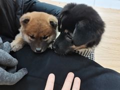 -惠康宠物医院(华能路店)