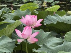 -前关湿地公园