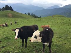 -硗碛藏寨·神木垒景区