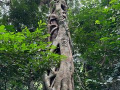 -海南热带雨林国家公园吊罗山景区