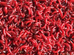 -陈氏渔具(金兴市场店)