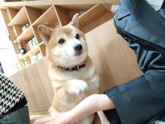 -是阿柴呀！柴犬咖啡·爱喵喵猫咖