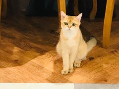 -猫小院猫主题餐厅(三里屯店)