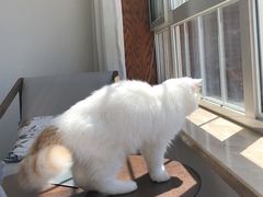 -猫大福·Fortune Cat猫舍(百子湾店)