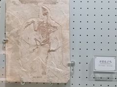 -辽宁古生物博物馆