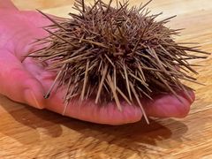 -鮨乐亭Omakase·海胆宴