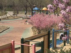 -大兴滨河森林公园