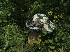 -长春公园(普阳街道)