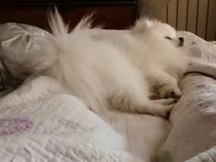 -波姐宠物家庭寄养