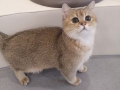 -飞行喵MR PILOT|猫舍·猫咖(静安大融城店)