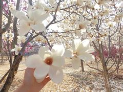 -北京西山国家森林公园