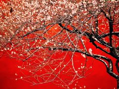 -亭林园-华藏寺