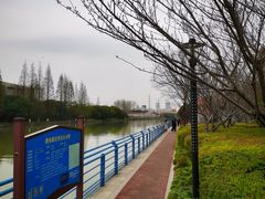 -高东镇樱花园