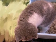 -屋虎猫馆(宝安大仟里店)