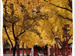 -北京国子监胡同