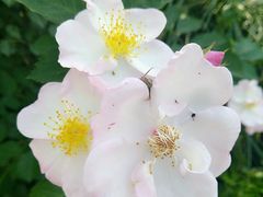 -桃花岛景观公园