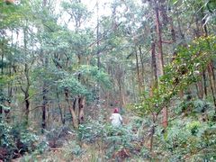 android_upload_pic-广州市石门国家森林公园