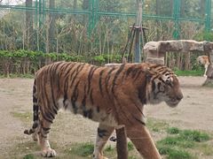 -上海野生动物园老虎餐厅