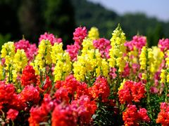 -中国香山·寿香谷