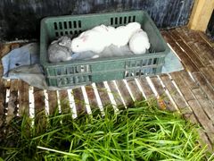 -明珠湖天鹅苑·农家菜馆