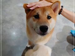 -more than meow吴止猫主题餐厅(承德 中船汇店)