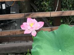 -洪湖家庭农场·团建·露营·会议