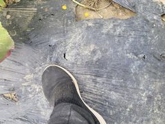 -三圣花乡旅游区