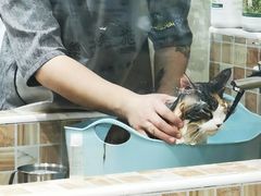 -汪小喵宠物·戴维斯乐芳希施宠馨宝皮毛调理洗护店